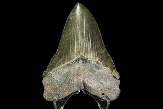 Serrated, Fossil Chubutensis Tooth - Megalodon Ancestor #142366