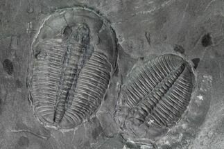 Pair Of Large Elrathia Trilobite Fossils - Utah #139542