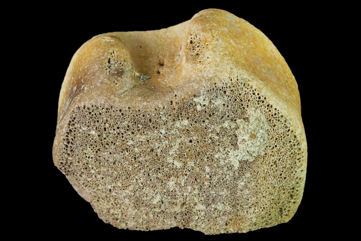 hadrosaur fossil for sale