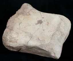 Large Edmontosaurus Toe Bone - #9882