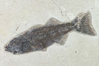 Fossil Fish (Mioplosus) - Uncommon Species - Inch Layer #138606