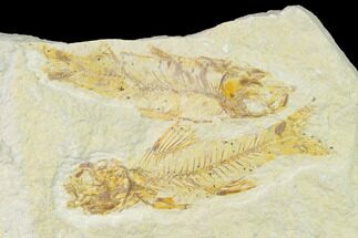 Rare, Amphiplaga with Knightia Fossil Fish - Wyoming #143759