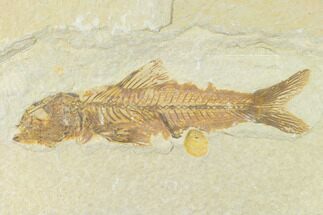 Rare, Fossil Fish (Amphiplaga) - Green River Formation #143760