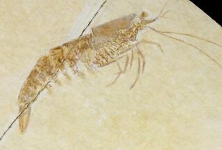 Detailed, Fossil Shrimp (Antrimpos) - Solnhofen Limestone #143784