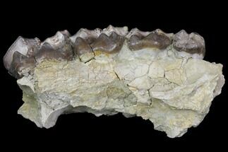 Titanothere (Megacerops) Upper Jaw Section - Wyoming #143854