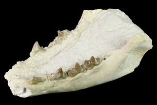 Rare, Fossil Bear Dog (Daphoenus) Mandible - South Dakota #143958