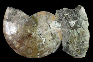 Large, Fossil Ammonite (Sphenodiscus) - South Dakota #143838