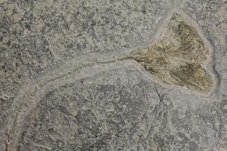 Pyrite Replaced Fossil Crinoid (Seirocrinus) - Holzmaden, Germany #144121