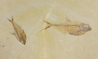Plate with Two Diplomystus Fish Fossils - Wyoming #144220