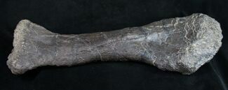 Extremely Rare Stegosaurus Fibula - Bone Cabin Quarry #10068