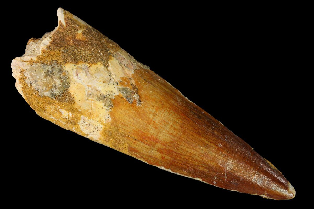 spinosaurus tooth fossil