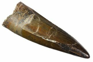 Gorgeous, Serrated Fossil Phytosaur Tooth - Arizona #145011
