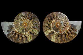 Agatized Ammonite Fossil - Crystal Pockets #144112