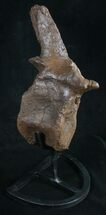 Very Rare Stegosaurus Vertebra - Wyoming #10069