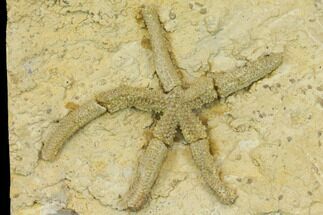 Rare, Ordovician Starfish (Urasterella) Fossil - Oklahoma #145030