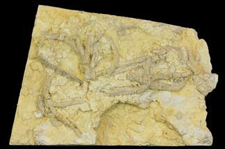 Slab With Multiple Starfish Urasterella Fossils - Oklahoma #145034