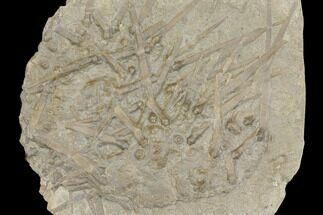 Partial Mississipian Echinoid (Archaeocidaris) - Missouri #145238