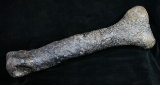 Allosaurus Metatarsal (Toe) Bone - Wyoming #10070