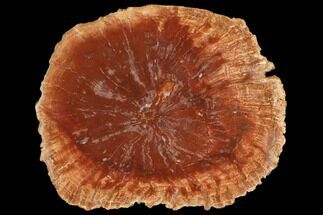 Petrified Horsetail (Calamites?) From Madagascar - Rare Type #145268