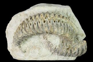 Cretaceous Fossil Oyster (Rastellum) in Rock - Texas #145360