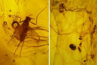 Fossil Fly, Beetle, Mite and Spider Webs in Baltic Amber #145490