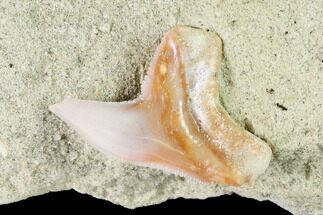 Fossil Shark (Physogaleus) Tooth - Bakersfield #144463