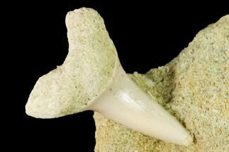 Fossil Mako Shark Tooth On Sandstone - Bakersfield, CA #144468