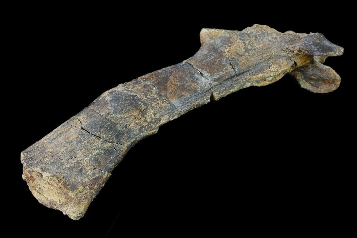 edmontosaurus bones