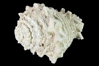Pliocene Gastropod (Hystrivasum) Fossil - Florida #146114