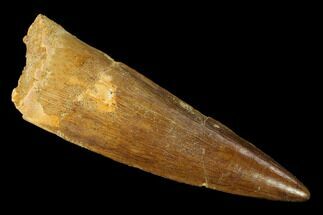 Real Spinosaurus Tooth - Excellent Enamel and Tip #146311