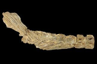 Ichthyodectes Caudal Fin & Associated Vertebrae Fossil - Kansas #146364