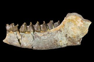 Fossil Running Rhino (Hyracodon) Jaw Section - South Dakota #146345
