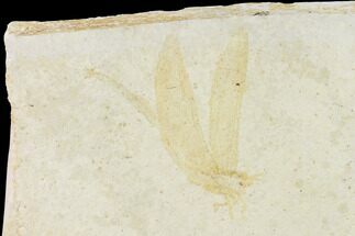 Long, Jurassic, Fossil Dragonfly - Solnhofen Limestone #146536