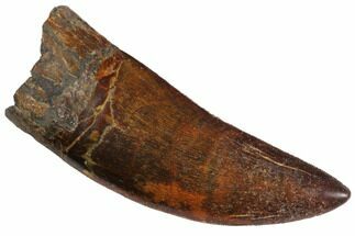 Carcharodontosaurus Tooth - One Of The Best We've Had! #146618