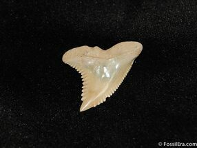 Beautifully Serrated Snaggle Tooth Shark Fossil #196