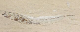 Cretaceous Fossil Fish (Scombroclupea) - Lebanon #147175