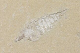 Mystery Cretaceous Arthropod Fossil - Lebanon #147238
