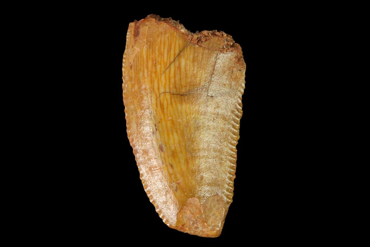 Bargain, .51" Raptor Tooth Real Dinosaur Tooth (147548) For Sale