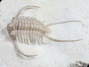 Paraceraurus Trilobite From Russia #10252