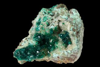 Gemmy Dioptase Crystals on Quartz and Plancheite - Kimbedi, Congo #148470