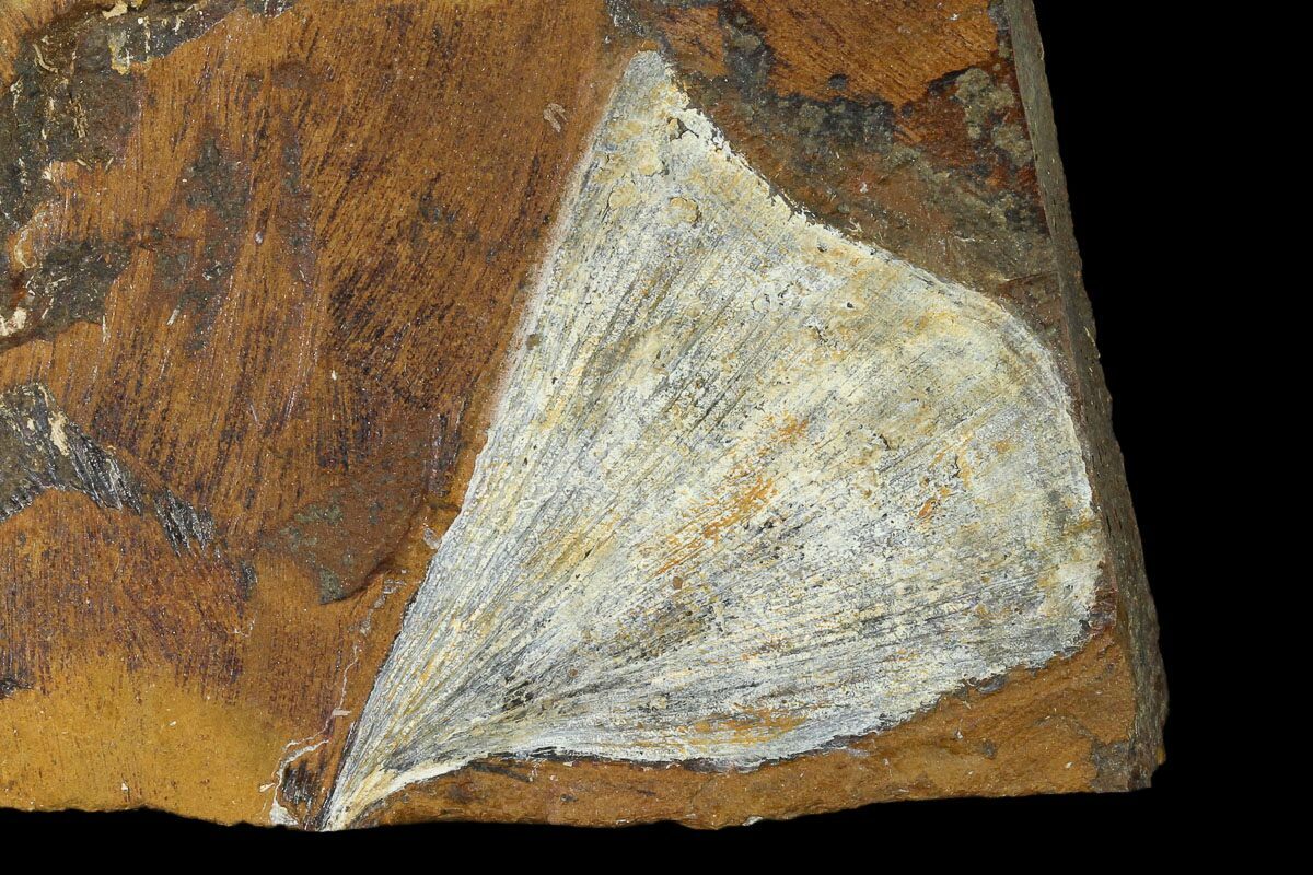 dakota fossil