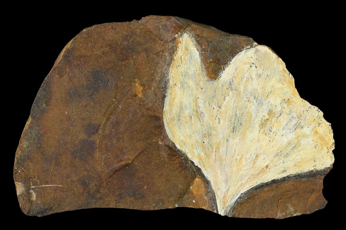 1.9" Fossil Ginkgo Leaf From North Dakota Paleocene For Sale (148617