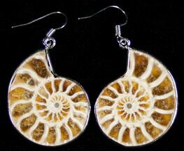 Polished Ammonite Earrings - Sterling Silver #10176