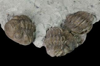 Three Enrolled Eldredgeops Trilobite Fossils - Iowa #148662