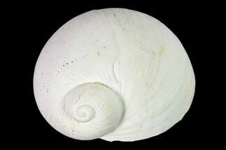 Pleistocene Gastropod Mollusk (Polinices) Fossil - Florida #148566