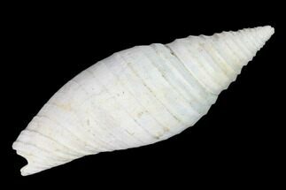 Pliocene Gastropod (Subcancilla) Fossil - Florida #148569