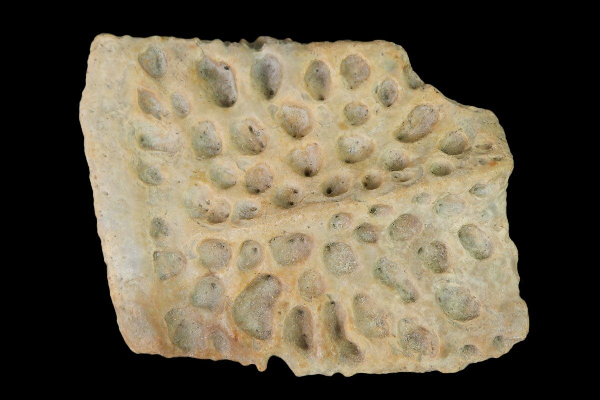 1" Fossil Crocodile Dermal Scute Lance Creek Formation, Wyoming