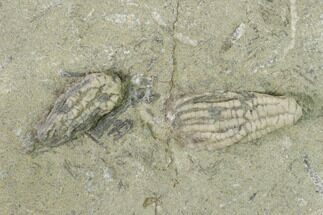 Two Fossil Crinoids (Pachylocrinus) - Indiana #149013