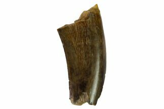 Partial, Serrated Tyrannosaur Tooth - Judith River Formation #149101