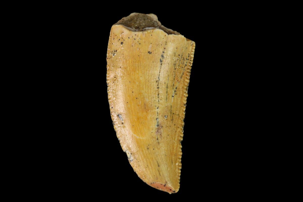 serrated dinosaur teeth